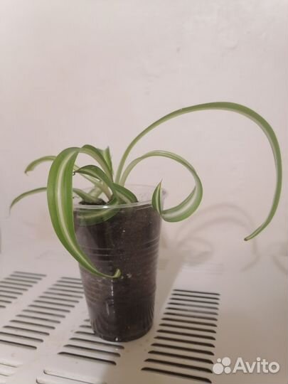 Хлорофитум кудрявый