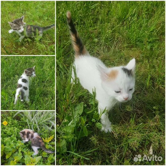 Кошка в дар