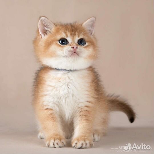 Котята золотые британские шиншиллы