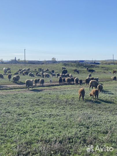 Баран овцы ягнята