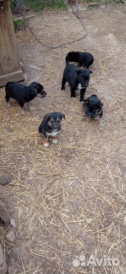 Щенки