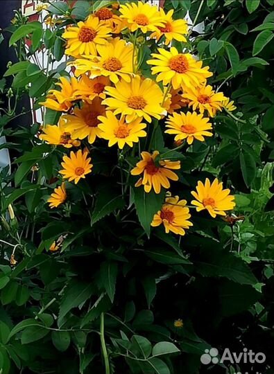 Гелиопсис многолетние растения цветы