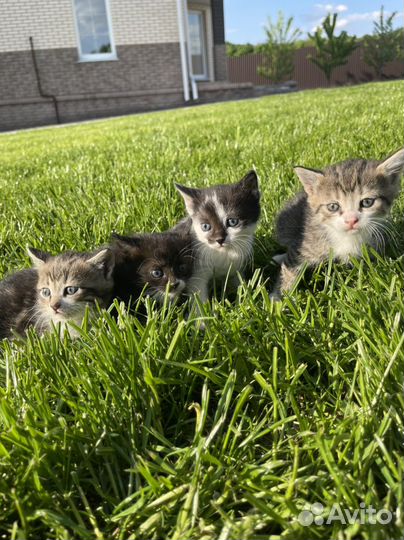 Котята в добрые руки бесплатно