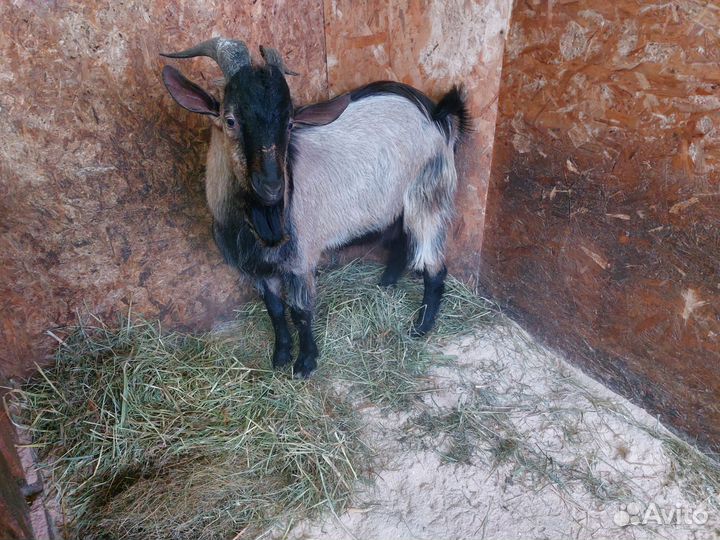 Продам козла