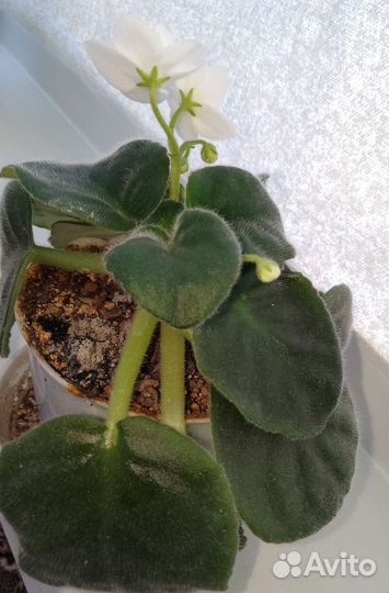 Фиалки цветущие в горшке