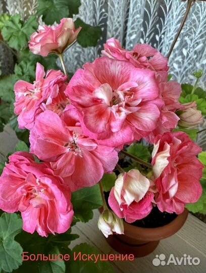 Petri Miky,Леона Галактика,Большое Искушение