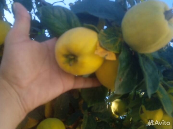 Продукты питания