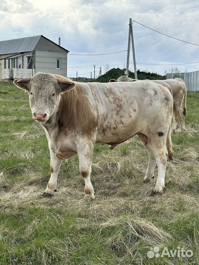 Быки симменталы на племя