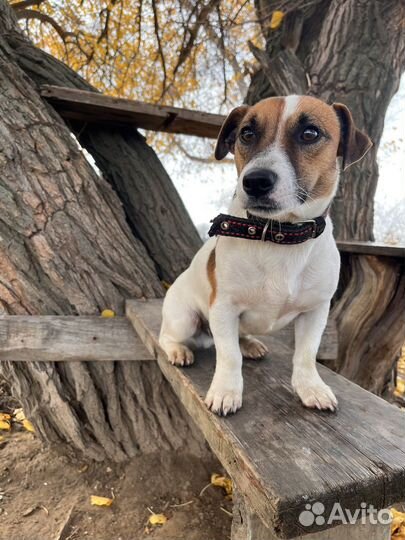 Собака джек рассел терьер вязка