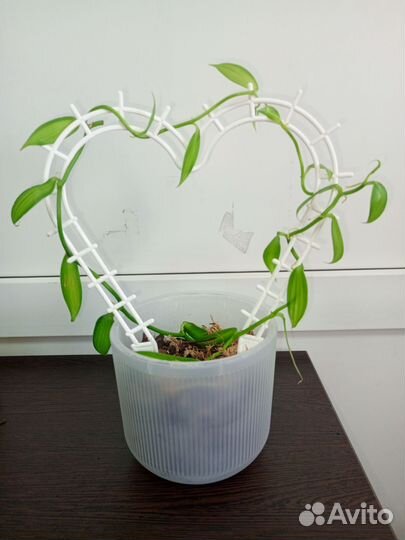 Орхидея ваниль композиция