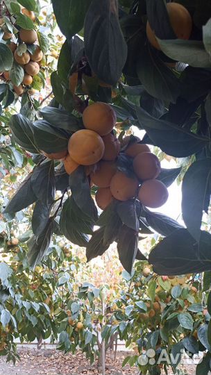 Хурма оптом