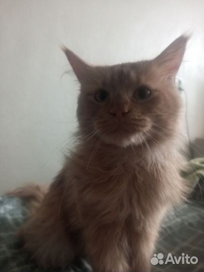 Мейн-кун кот