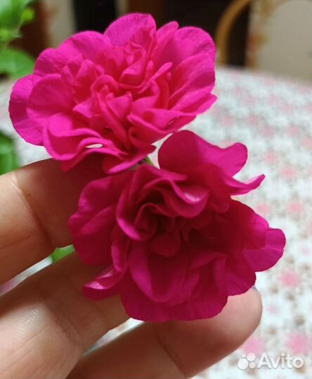 Герань пеларгония