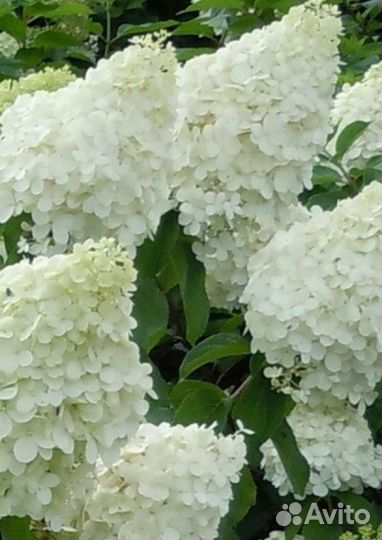 Гортензия метельчатая