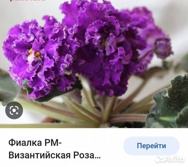 Сортовые фиалки.Комнатные цветы