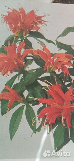 Комнатные цветы Муррайя метельчатая