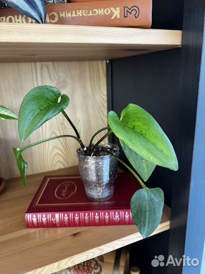 Дримиопсис