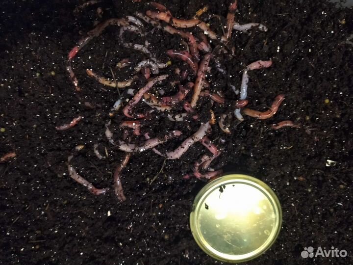 Черви дендробена