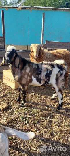 Коза и козлик для покрытия