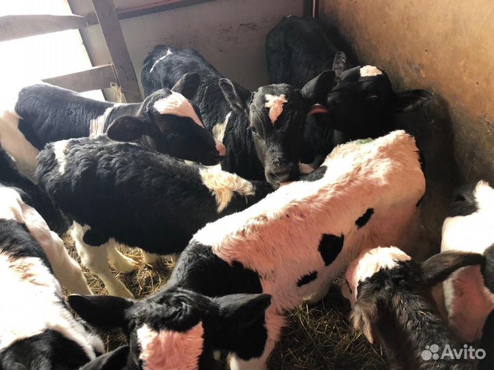 Бычки телята