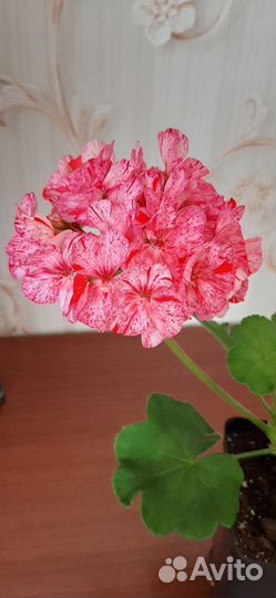 Пеларгония герань