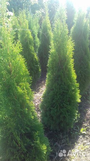 Туи Колумна, Смарагд,самшит ель