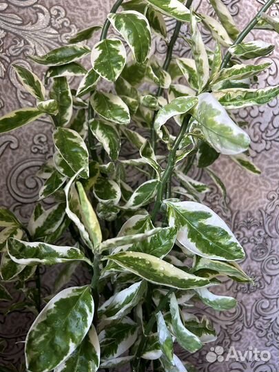 Большой цветок домашний