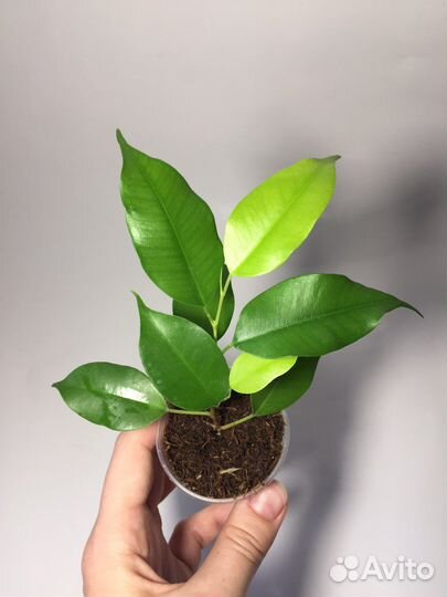 Фикусы разных сортов