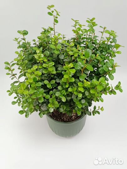 Комнатное растение Мирсина