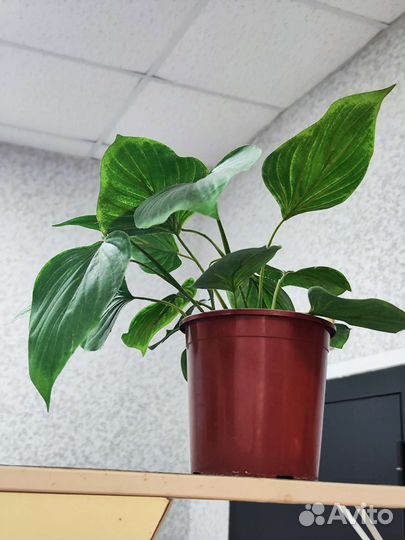 Искусственные цветы в горшках бу