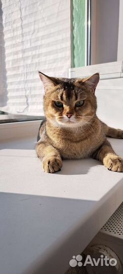 Котик в дар