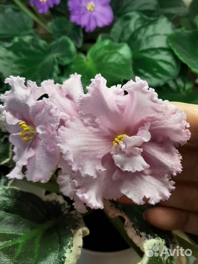 Фиалки; Стрептокарпус