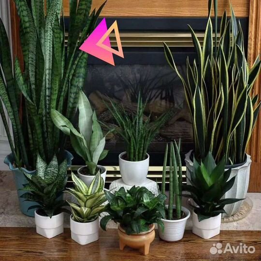 Сансевиерия,щючий хвост,тещин язык