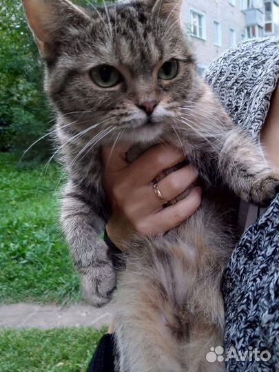 Ласковые кошечки