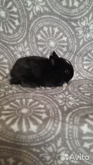 Мини карликовый кролик