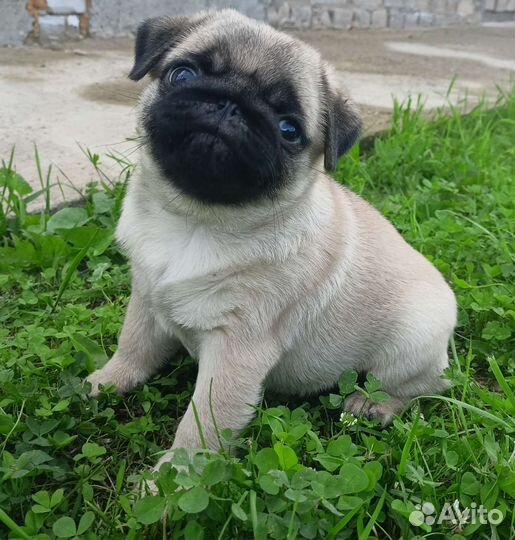 Щенки мопса
