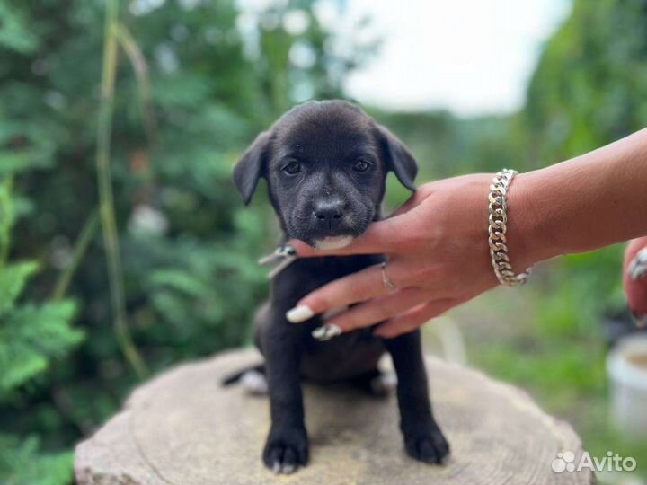 Девчуля в добрые руки