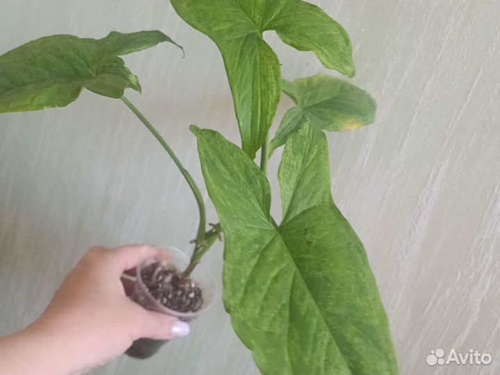 Сингониумы Триколор. мохито и тд