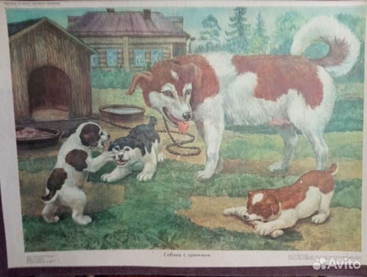 Картины из жизни домашних животных. Размер 61/44