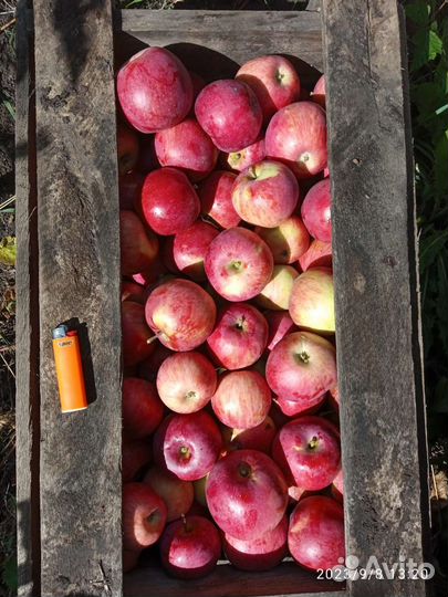 Яблоки оптом