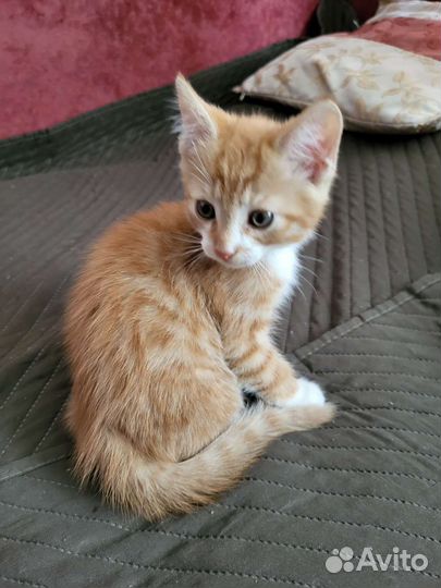 Рыжий котенок мальчик