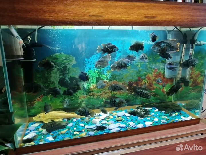 Аквариумые рыбки
