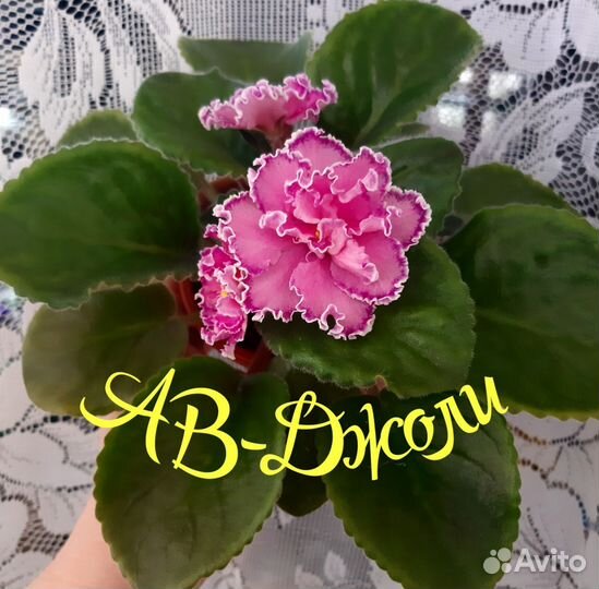 Фиалка детки