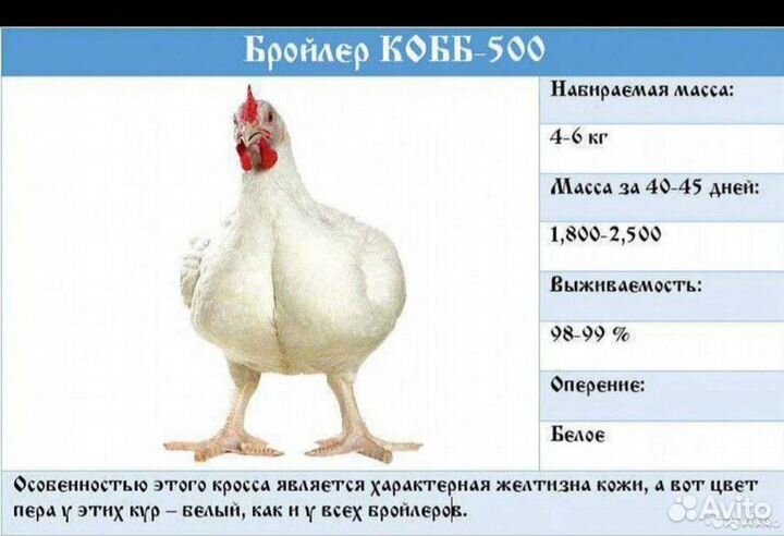 Импортный молодняк птицы