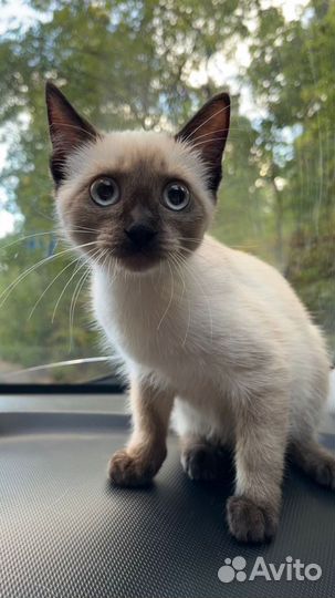 Девочка в добрые руки