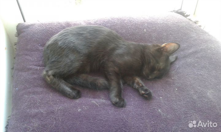 Котик-мышелов в добрые руки