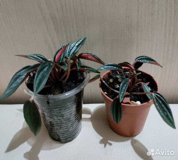 Пеперомия Россо