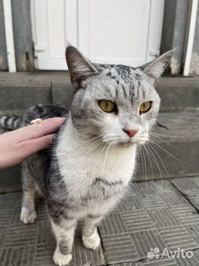 Кошка в добрые руки