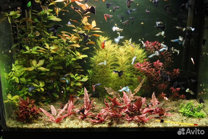 Аквариумные растения