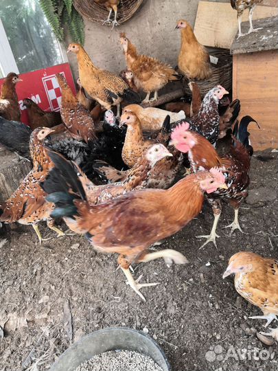 Куры породы Бентамки